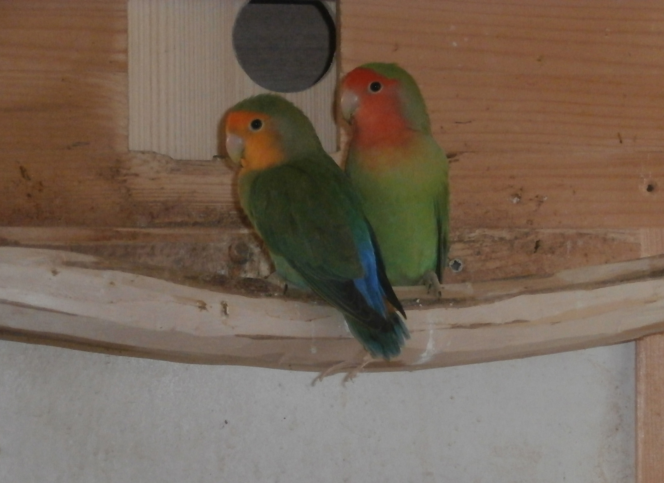 aa